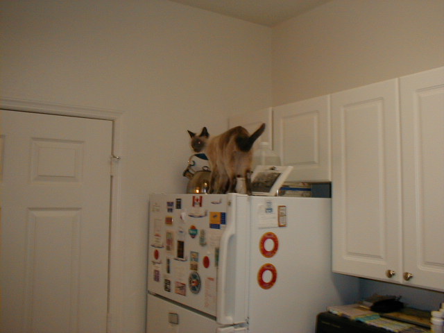 keiko_on_fridge.jpg
